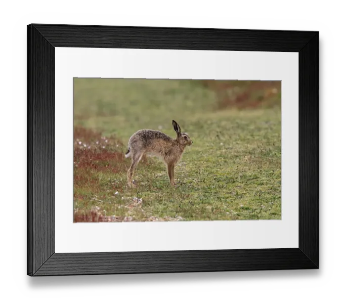 Framed Print : Brown Hare stretching Framed Print : Brown Hare stretching