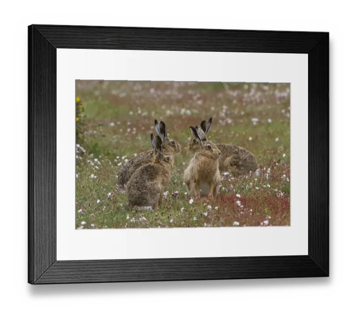 Framed Print : Group of Brown Hares on Havergate Island, Suffolk Framed Print : Group of Brown Hares on Havergate Island, Suffolk
