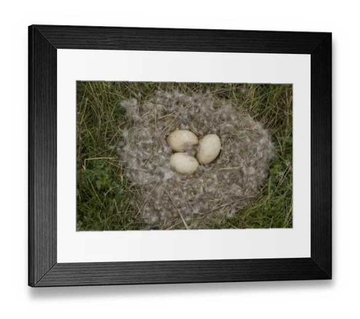 Framed Print : Nest and eggs of Canada Goose Framed Print : Nest and eggs of Canada Goose