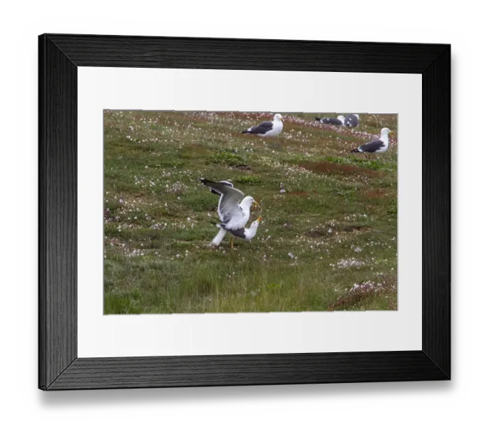 Framed Print : Lesser Black backed Gulls mating on Havergate Island, Suffolk Framed Print : Lesser Black backed Gulls mating on Havergate Island, Suffolk