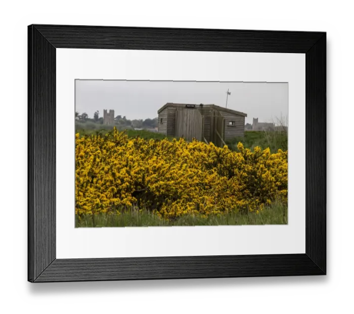 Framed Print : North Hide on Havergate Island looking towards Orford Castle and Church with flowering gorse bush in foreground Framed Print : North Hide on Havergate Island looking towards Orford Castle and Church with flowering gorse bush in foreground