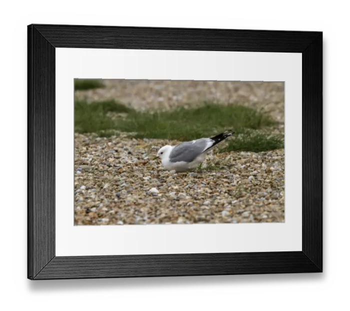 Framed Print : Common Gull nesting on Havergate Island Suffolk Framed Print : Common Gull nesting on Havergate Island Suffolk