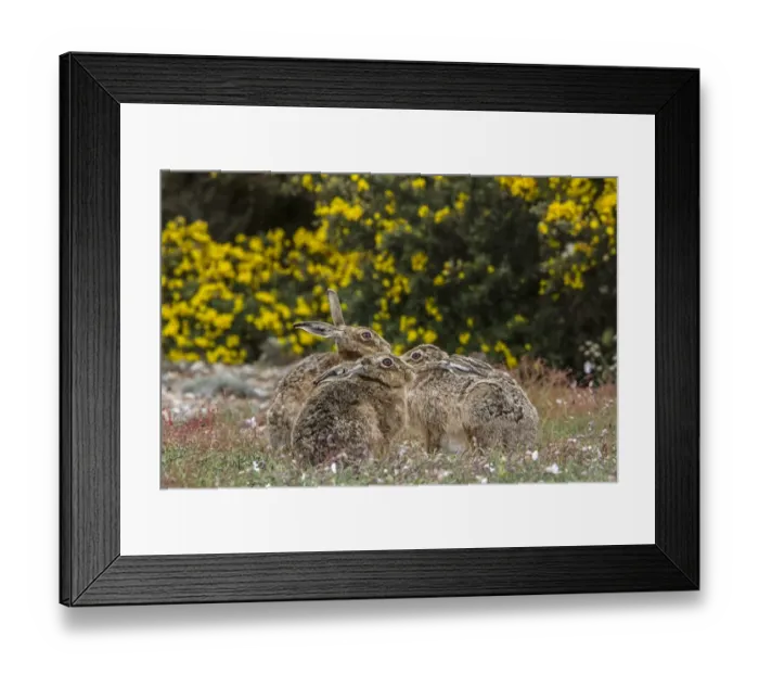 Framed Print : Group of Brown Hares on Havergate Island, Suffolk Framed Print : Group of Brown Hares on Havergate Island, Suffolk