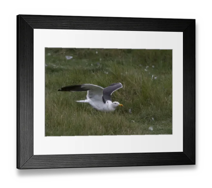Framed Print : Lesser Black backed Gull on Havergate Island, Suffolk Framed Print : Lesser Black backed Gull on Havergate Island, Suffolk