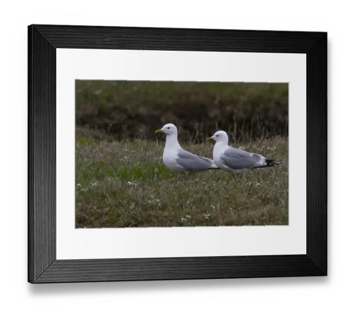 Framed Print : Common Gull pair in breeding plumage on Havergate Island Suffolk Framed Print : Common Gull pair in breeding plumage on Havergate Island Suffolk