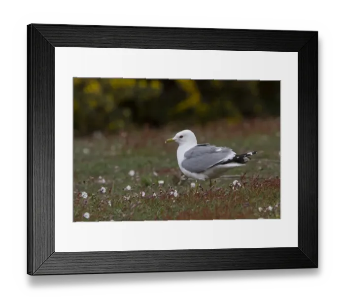 Framed Print : Common Gull in breeding plumage on Havergate Island Suffolk Framed Print : Common Gull in breeding plumage on Havergate Island Suffolk