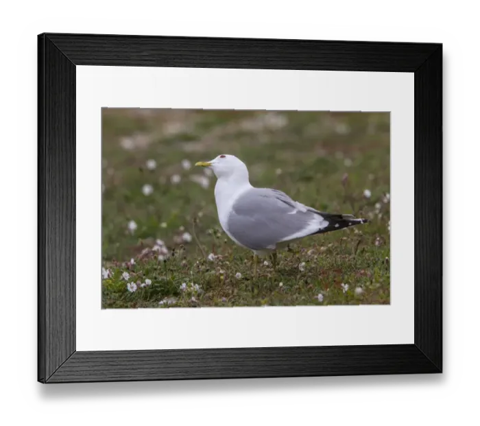 Framed Print : Common Gull looking skyward for predators, on Havergate Island Suffolk Framed Print : Common Gull looking skyward for predators, on Havergate Island Suffolk
