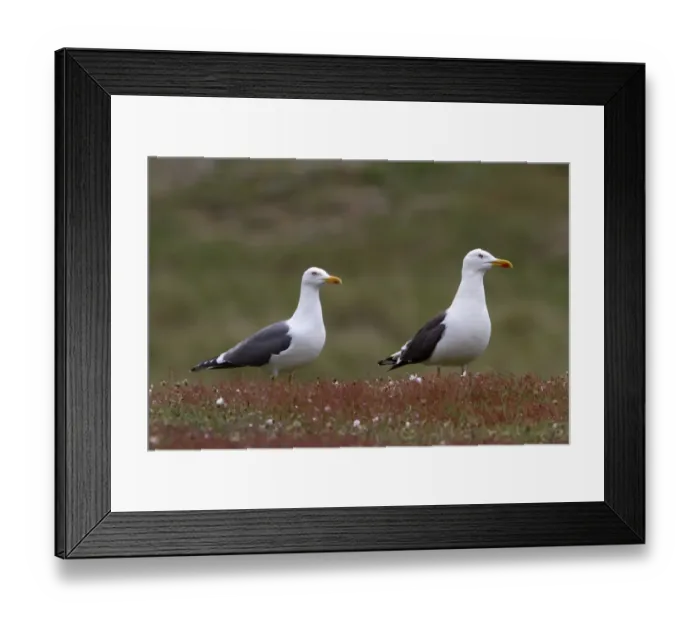 Framed Print : Pair of Lesser Black backed Gulls on Havergate Island, Suffolk Framed Print : Pair of Lesser Black backed Gulls on Havergate Island, Suffolk