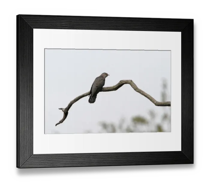 Framed Print : Common Cuckoo - Minsmere, Suffolk, May