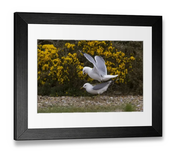 Framed Print : Common Gulls mating on Havergate Island Suffolk Framed Print : Common Gulls mating on Havergate Island Suffolk