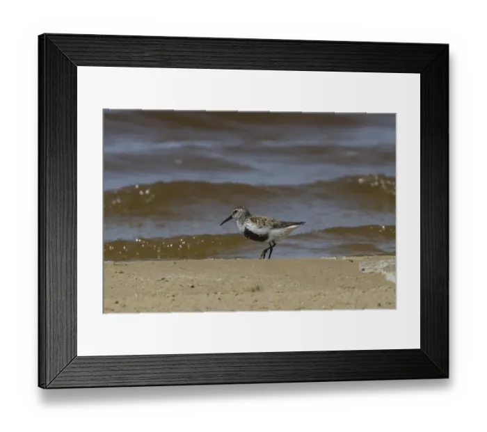 Framed Print : Dunlin in breeding plumage, Suffolk Coast May Framed Print : Dunlin in breeding plumage, Suffolk Coast May