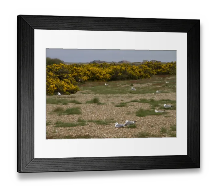 Framed Print : Common Gulls nesting on Havergate Island Suffolk, with gorse bushes and the old atomic research buildings on Orford Framed Print : Common Gulls nesting on Havergate Island Suffolk, with gorse bushes and the old atomic research buildings on Orford