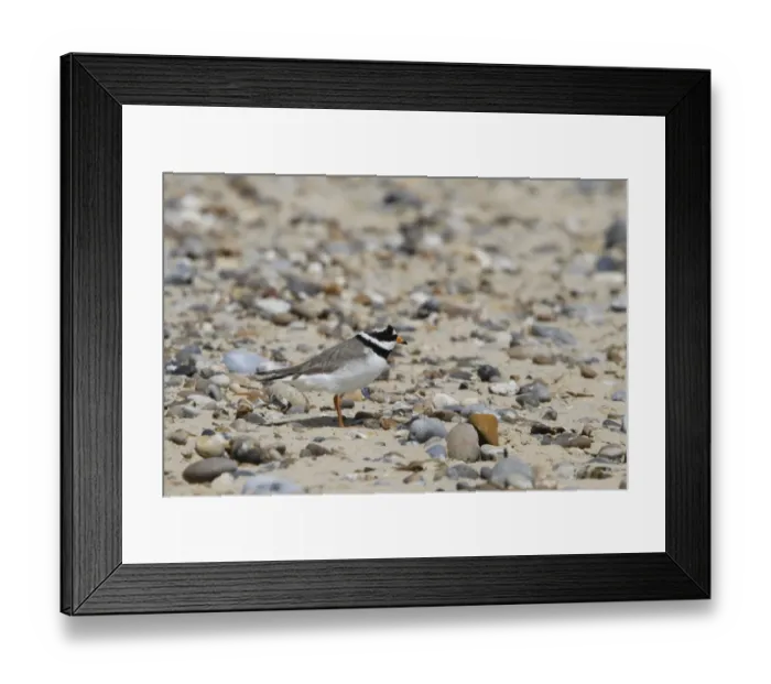 Framed Print : Common Ringed Plover - Suffolk Coast May Framed Print : Common Ringed Plover - Suffolk Coast May