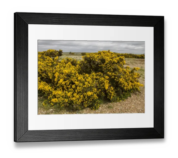 Framed Print : Gorse in flower on Havergate Island Suffolk Framed Print : Gorse in flower on Havergate Island Suffolk