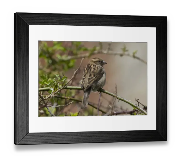 Framed Print : Female House Sparrow Framed Print : Female House Sparrow