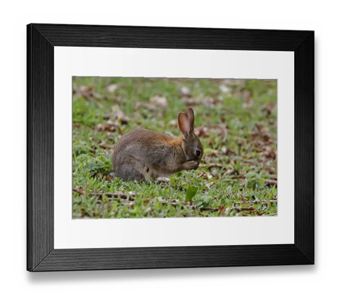Framed Print : European Rabbit using its front paws to groom its face
