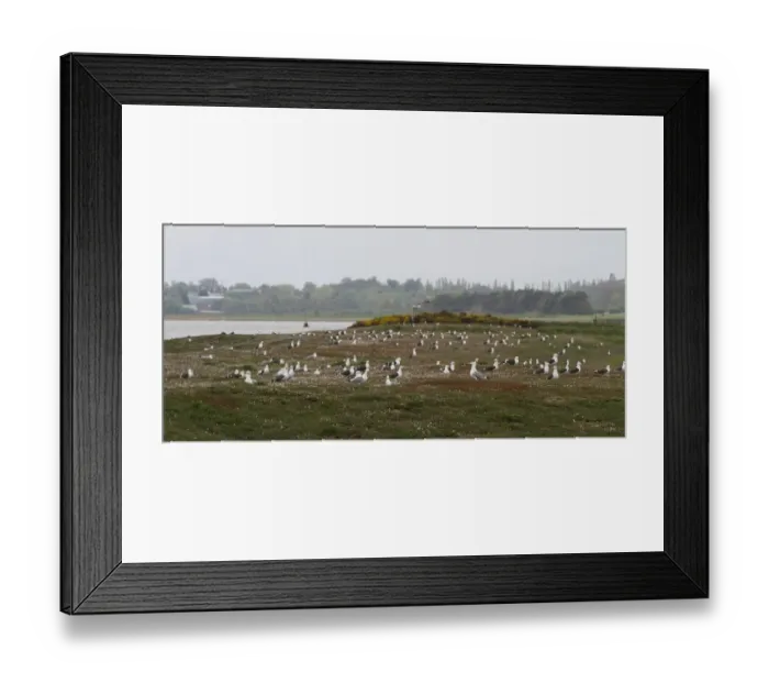 Framed Print : Large numbers of Lesser Black backed and Herring Gulls now nest on Havergate Island - Suffolk Framed Print : Large numbers of Lesser Black backed and Herring Gulls now nest on Havergate Island - Suffolk