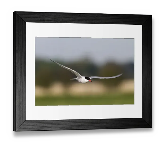 Framed Print : Common Tern in flight at Minsmere - May Framed Print : Common Tern in flight at Minsmere - May
