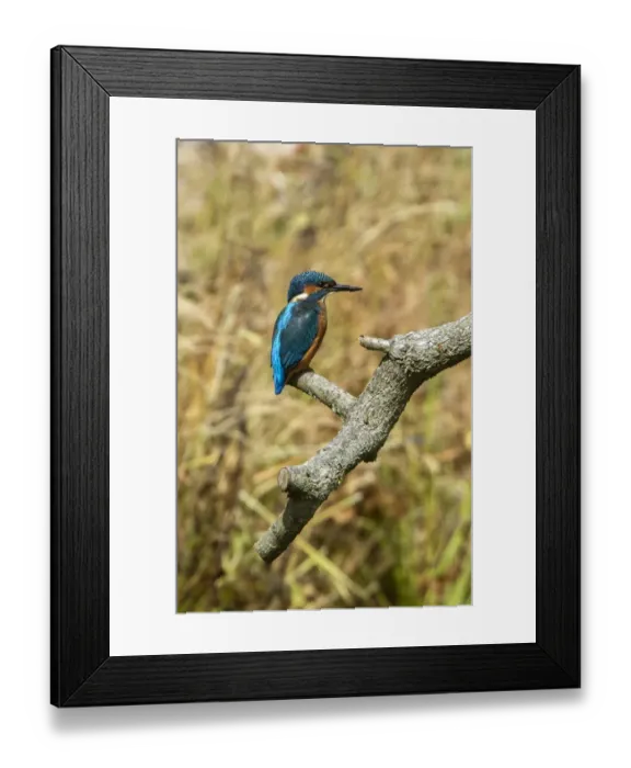 Framed Print : Common Kingfisher - Lackford Lake, Suffolk Framed Print : Common Kingfisher - Lackford Lake, Suffolk
