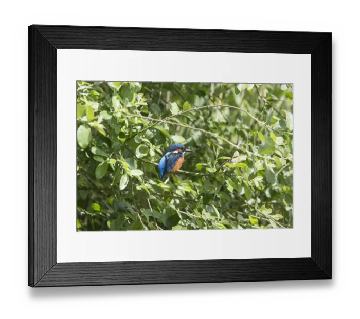 Framed Print : Kingfisher sits in Willow Trees at Lackford Lakes, Suffolk Framed Print : Kingfisher sits in Willow Trees at Lackford Lakes, Suffolk