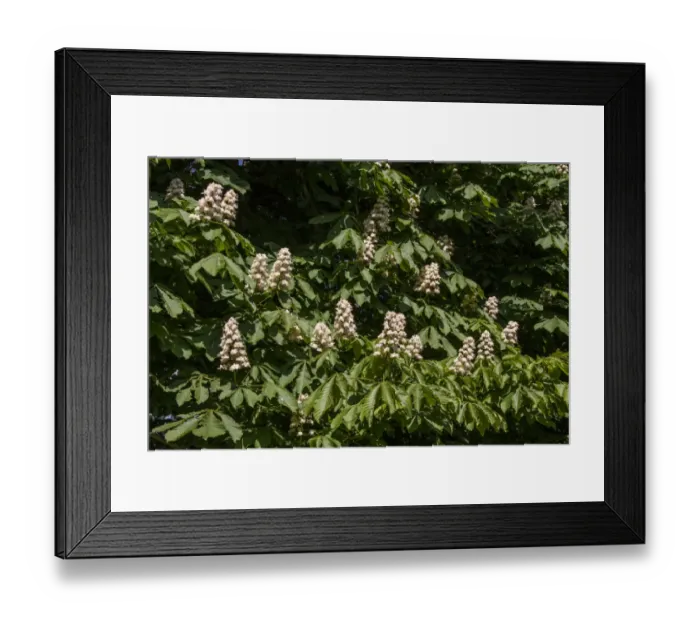 Framed Print : Common Horse Chestnut tree in flower - spring