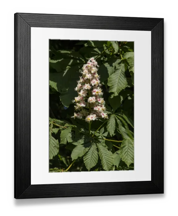 Framed Print : Common Horse Chestnut tree in flower - spring Framed Print : Common Horse Chestnut tree in flower - spring