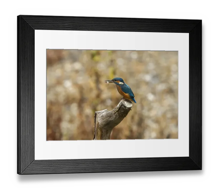 Framed Print : Common Kingfisher with Stickleback - Lackford Lake, Suffolk Framed Print : Common Kingfisher with Stickleback - Lackford Lake, Suffolk