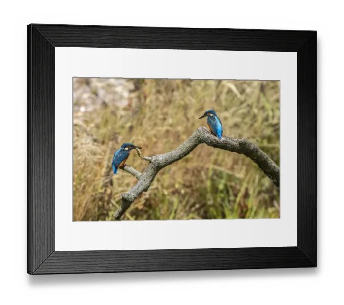 Framed Print : Two adult Kingfishers one with a Stickleback fish. Lackford Lakes, Suffolk Framed Print : Two adult Kingfishers one with a Stickleback fish. Lackford Lakes, Suffolk