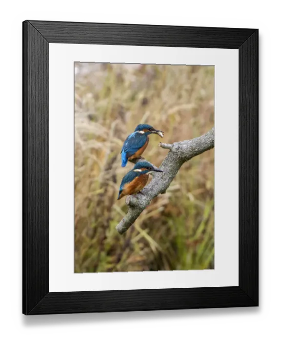 Framed Print : Two Kingfishers one with a Stickleback fish. Lackford Lakes, Suffolk. Juvenile bird has white tip to bill
