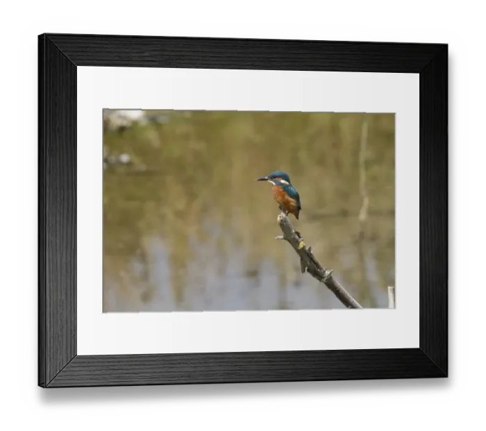 Framed Print : Common Kingfisher - Lackford Lake, Suffolk Framed Print : Common Kingfisher - Lackford Lake, Suffolk