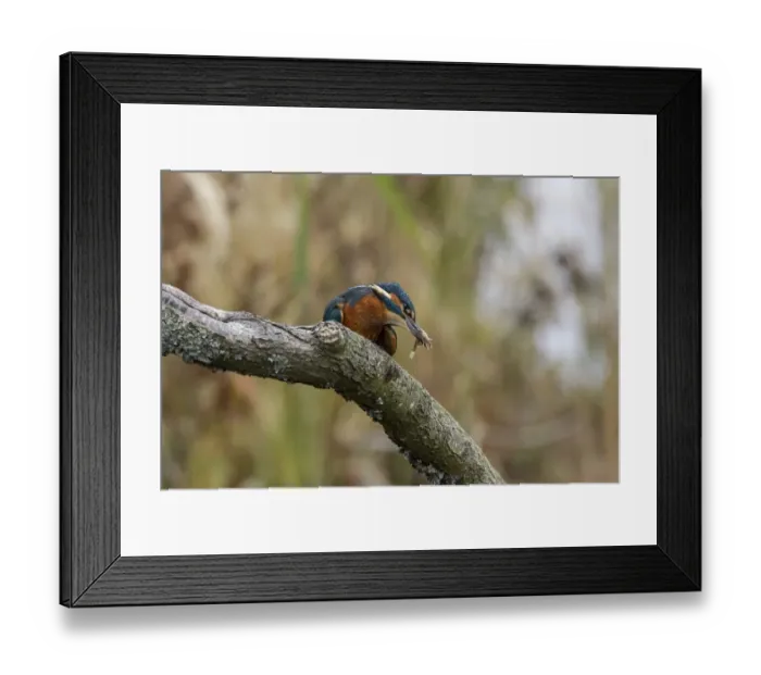 Framed Print : Common Kingfisher batters Stickleback fish before swallowing it. Lackford Lakes, Suffolk Framed Print : Common Kingfisher batters Stickleback fish before swallowing it. Lackford Lakes, Suffolk