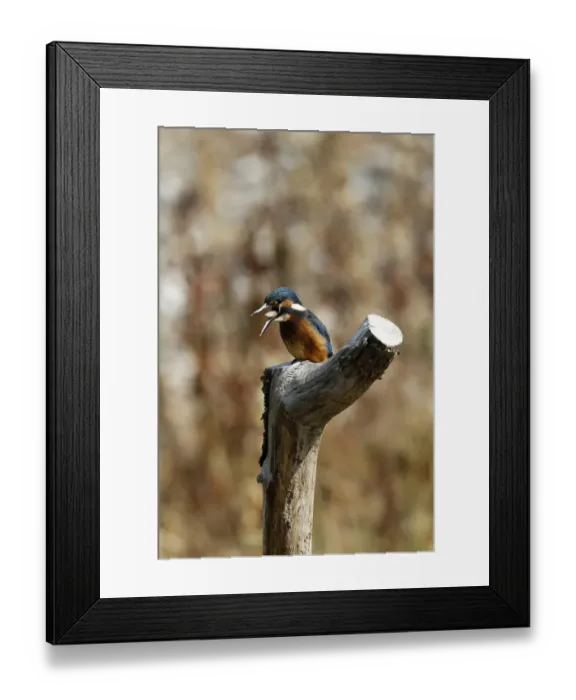 Framed Print : Common Kingfisher regurgitating a pellet. Lackford Lakes, Suffolk Framed Print : Common Kingfisher regurgitating a pellet. Lackford Lakes, Suffolk