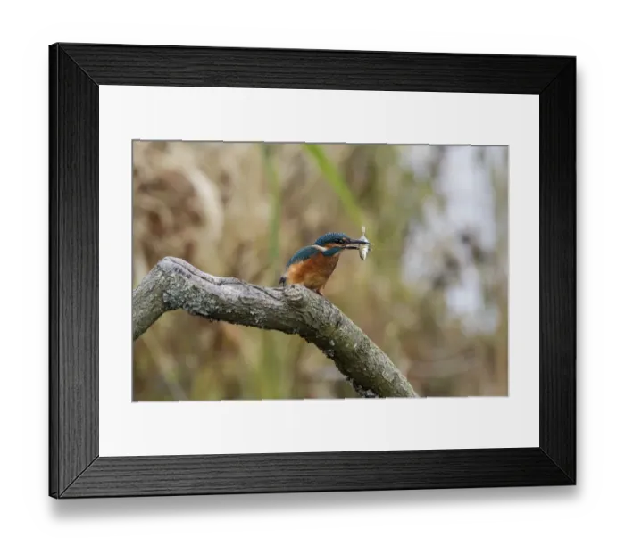 Framed Print : Common Kingfisher with Stickleback - Lackford Lake, Suffolk Framed Print : Common Kingfisher with Stickleback - Lackford Lake, Suffolk