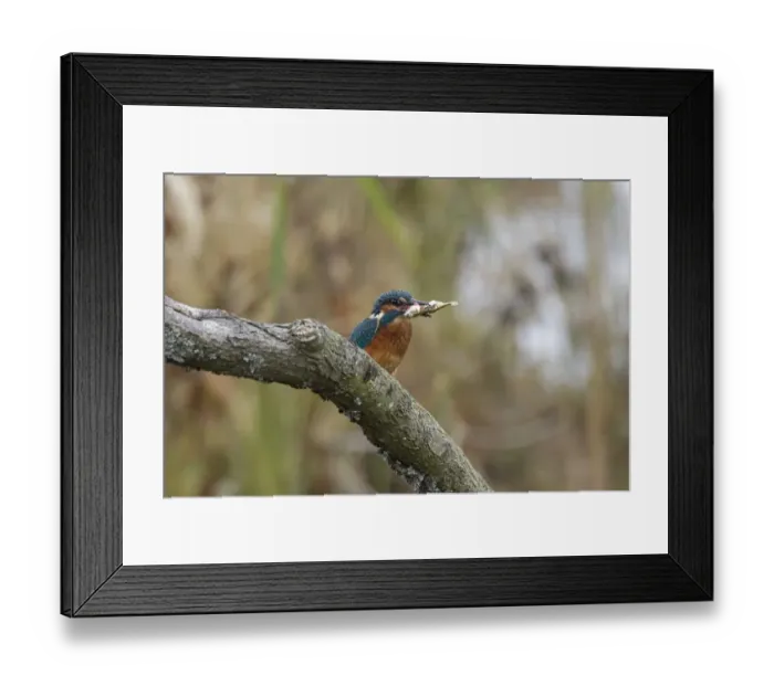 Framed Print : Common Kingfisher with Stickleback - Lackford Lake, Suffolk Framed Print : Common Kingfisher with Stickleback - Lackford Lake, Suffolk