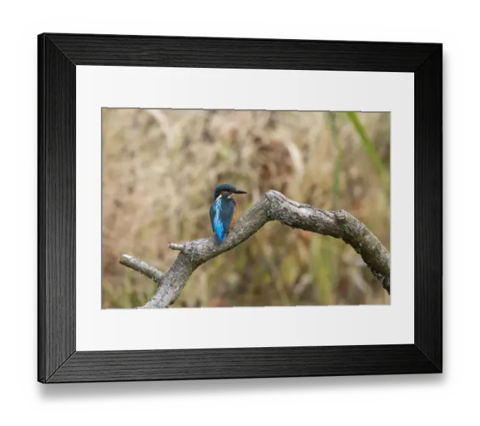Framed Print : Common Kingfisher showing the iridescent azure coloured back. Juvenile bird with white tip to bill Framed Print : Common Kingfisher showing the iridescent azure coloured back. Juvenile bird with white tip to bill
