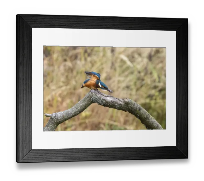 Framed Print : Common Kingfisher stretching. Lackford Lakes, Suffolk Framed Print : Common Kingfisher stretching. Lackford Lakes, Suffolk
