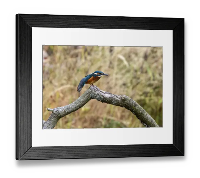 Framed Print : Common Kingfisher stretching wing. Lackford Lakes, Suffolk Framed Print : Common Kingfisher stretching wing. Lackford Lakes, Suffolk