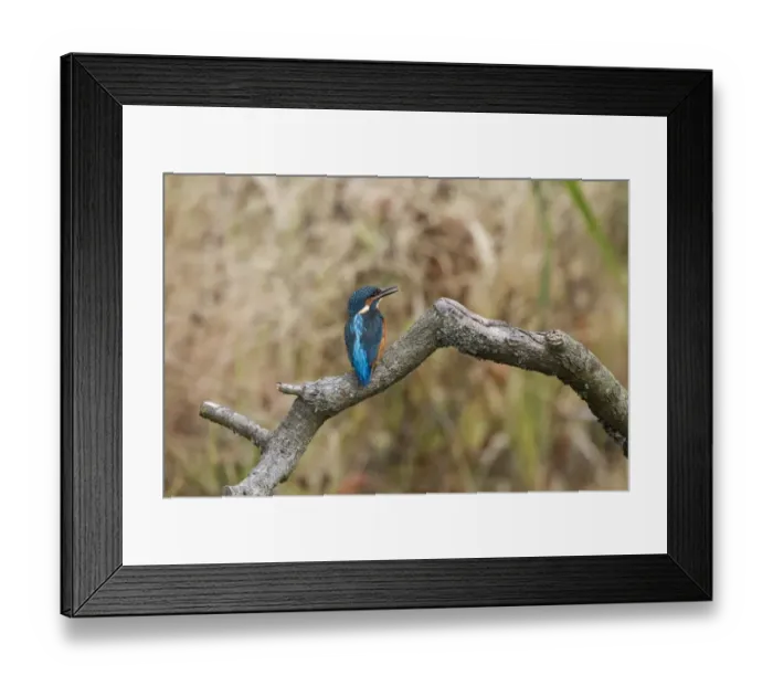 Framed Print : Common Kingfisher calling, juvenile bird with white tip to bill - Lackford Lake, Suffolk Framed Print : Common Kingfisher calling, juvenile bird with white tip to bill - Lackford Lake, Suffolk