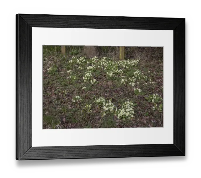 Framed Print : Common Primrose flowering on woodland edge Framed Print : Common Primrose flowering on woodland edge