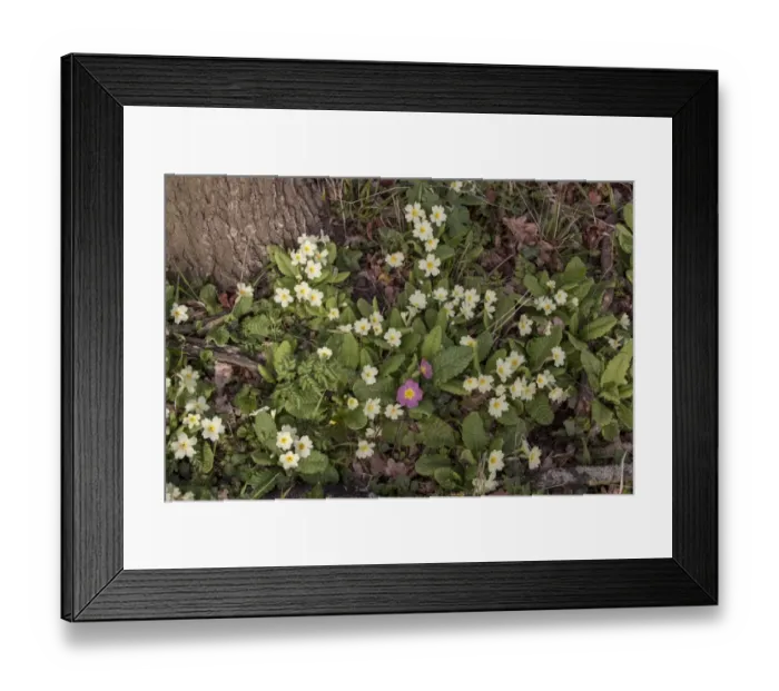 Framed Print : Common Primrose flowering on woodland edge with one pink flower (sibthorpii) Framed Print : Common Primrose flowering on woodland edge with one pink flower (sibthorpii)