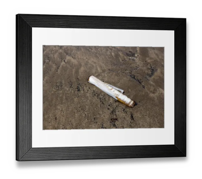 Framed Print : Old Pod Razor Shell - Ensis siliqua on sand, North Devon Framed Print : Old Pod Razor Shell - Ensis siliqua on sand, North Devon