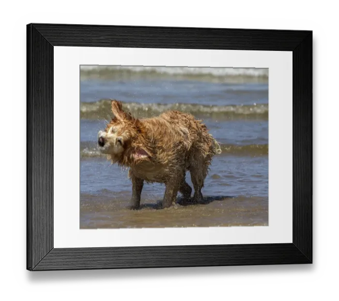 Framed Print : Golden Retriever shaking water from its fur