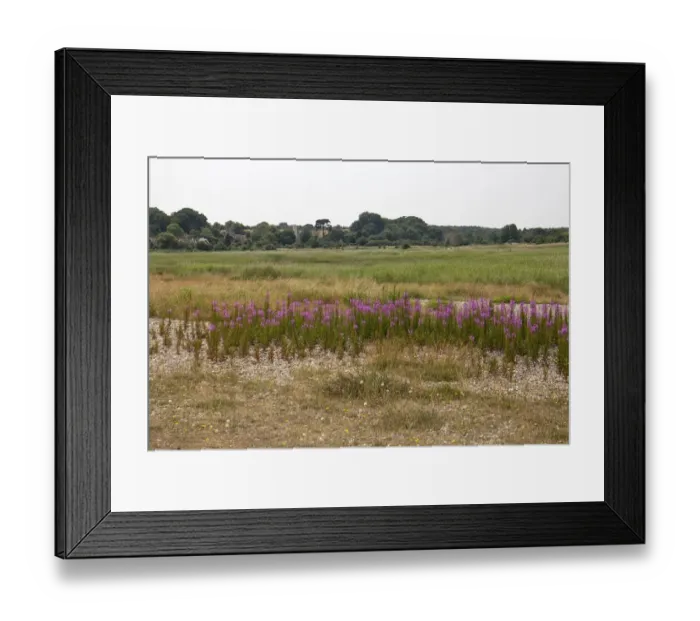Framed Print : Looking over Rosebay Willowherb flowers and Dingle Marsh towards the Village of Dunwich - Suffolk Framed Print : Looking over Rosebay Willowherb flowers and Dingle Marsh towards the Village of Dunwich - Suffolk