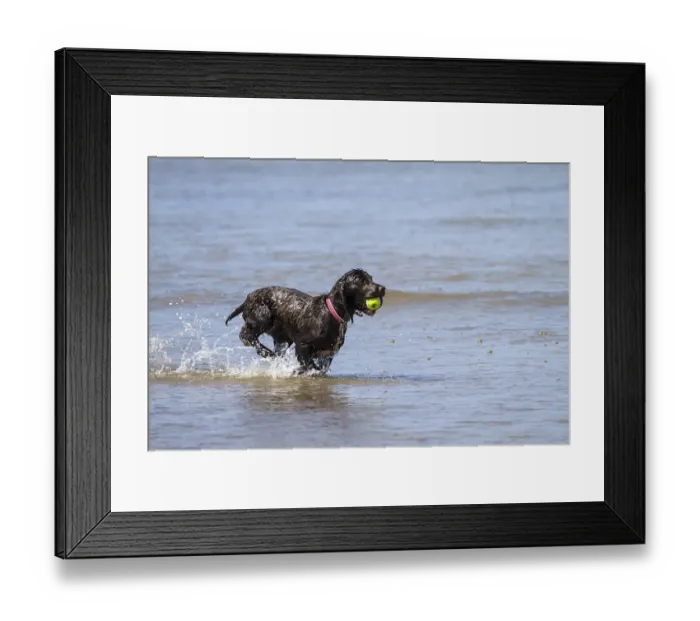 Framed Print : A Working Cocker Spaniel retreavinga ball in water