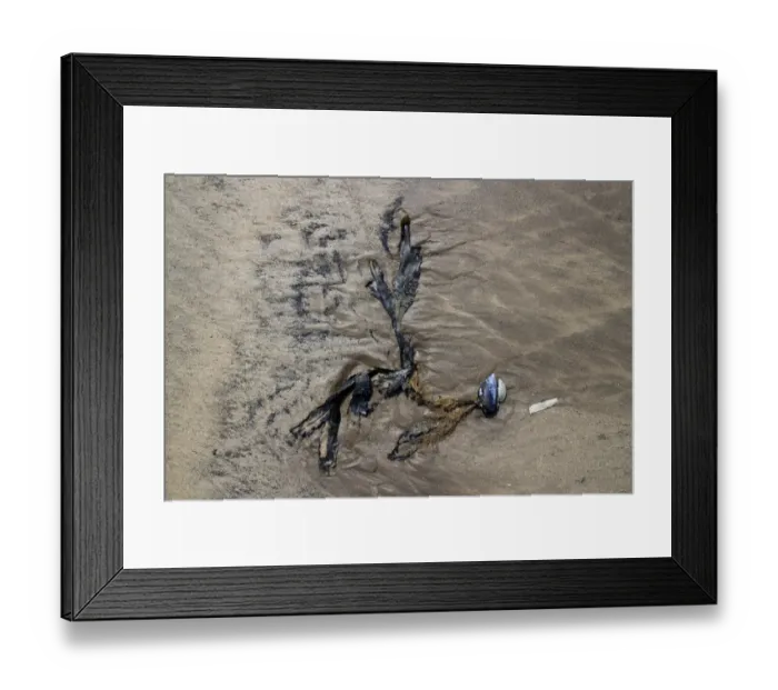 Framed Print : Strandline debris left by high tide, a Mussel shell with attached seaweed