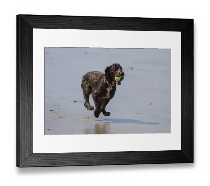 Framed Print : A Working Cocker Spaniel retreavinga ball in water Framed Print : A Working Cocker Spaniel retreavinga ball in water