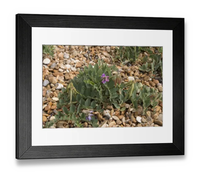Framed Print : Sea Pea, flower and pods - Shingle Street, Suffolk Framed Print : Sea Pea, flower and pods - Shingle Street, Suffolk