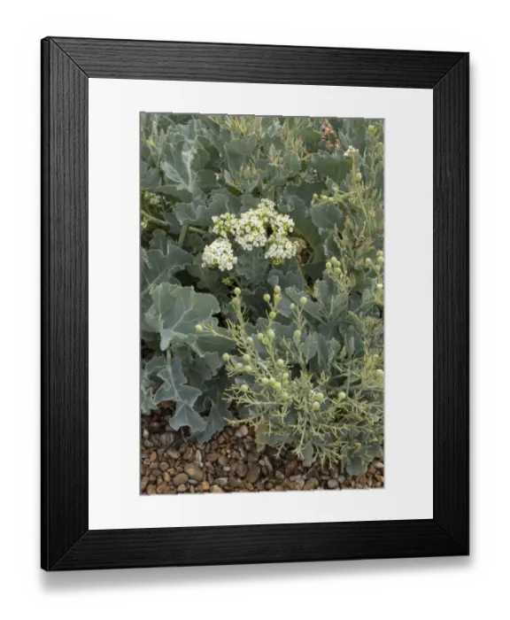 Framed Print : Sea Kale showing leaf, flower and Pods Framed Print : Sea Kale showing leaf, flower and Pods