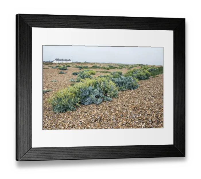 Framed Print : Sea Kale at Shingle Street, Suffolk Framed Print : Sea Kale at Shingle Street, Suffolk