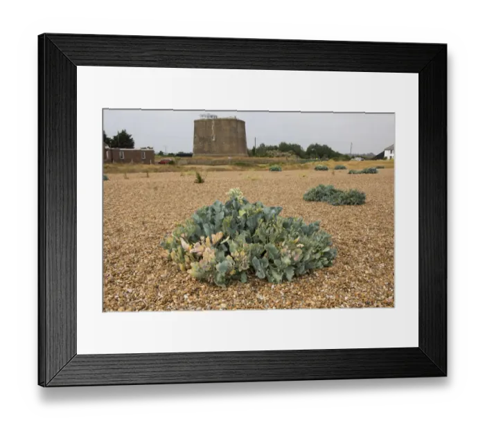 Framed Print : Sea Kale at Shingle Street, Suffolk, with Martello Tower a behind